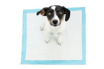Foto op Canvas Puppy dog  sitting on a pee disposables pad training. Isolated on white background © Sandra