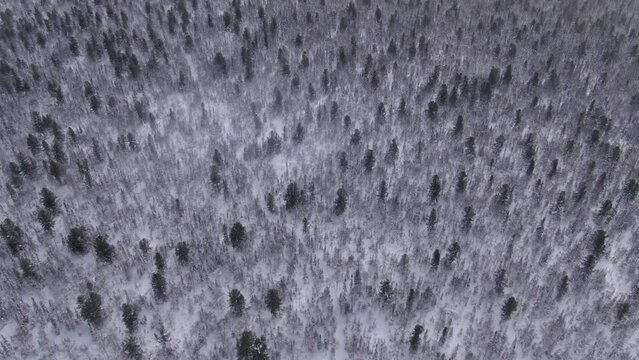 A smooth flight over a strange and mystical forest, where a well-known tragedy occurred nearby, the death of tourists on the Dyatlov Pass, traces of a snowmobile.