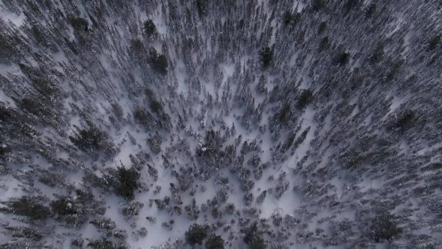 Drone flight over the terrible forest in which the tragedy occurred, Dyatlov Pass.