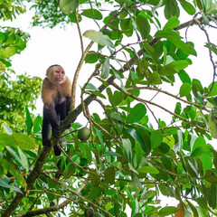 Panamanian White Faced Capuchin Monkey (Cebus imitator), Tortuguero national park, Costa Rica.