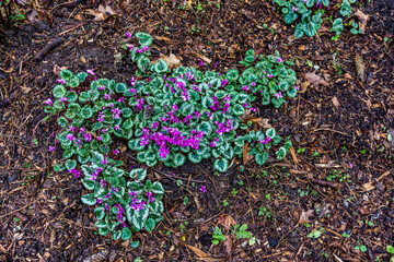 Early  Spring Flowers