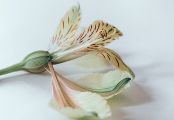 Alstroemeria or Peruvian lily flower close up