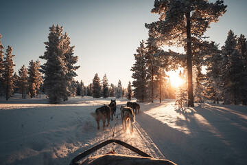 Huskys in Lapland Mushing © ALBERT