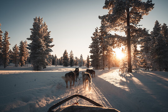 Huskys in Lapland Mushing