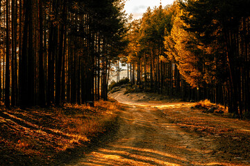 Obraz premium Road in the pine forest.