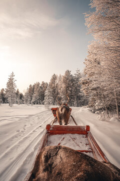 Reindeer trekking in Lapland