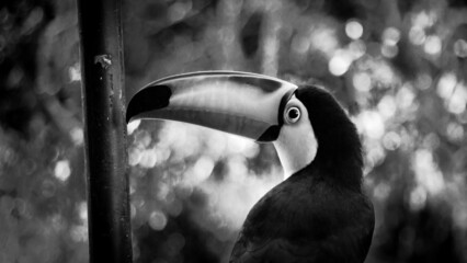 Toucan on a Branch © Rafael