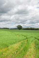 Landscape with grass and sky