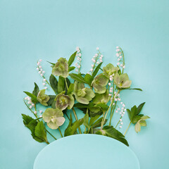 Floral composition with Helleborus niger(Christmas rose) flowers pattern on mint color background. Flat lay, top view. Spring foral frame, banner.