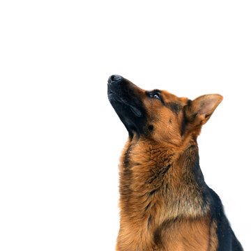 Portrait of a German Shepherd Dog Looking up on White Background