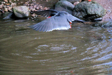 A view of an Inca Tern