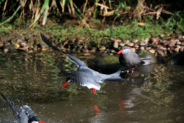 A view of an Inca Tern