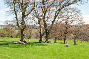 Herd of sheep in field