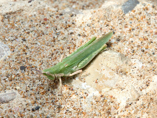 gaudy grasshoppers. Pyrgomorpha conica