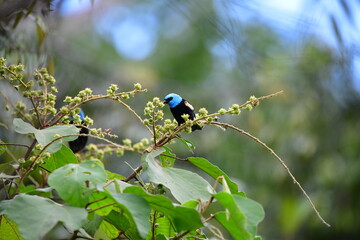 Saíra-de-cabeça-azul