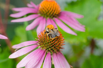 Bumblebee pollinating echinacea flower.