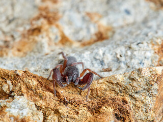 Red and black spider. Palpimanus gibbulus.