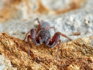 Red and black spider. Palpimanus gibbulus.