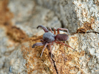 Red and black spider. Palpimanus gibbulus.