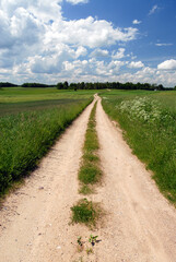 Fototapeta na wymiar Dirt road between green meadows, Poland