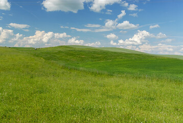 Rural landscape, View of the green meadow, Poland