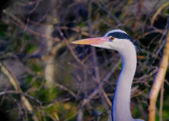 Close-up gray heron