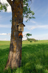Traditional roadside shrine, Rural landscape with a chapel, Poland