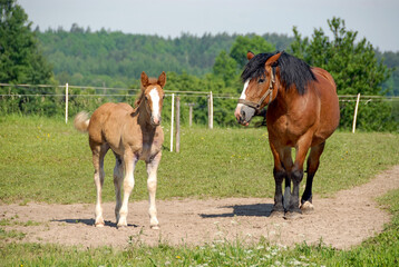 Naklejka na ściany i meble Young horse in the pasture, Poland