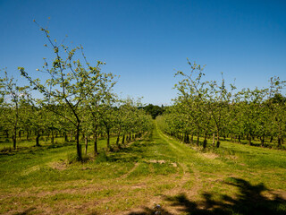 Fototapeta na wymiar trees in the apple orchard