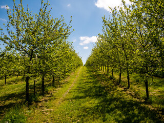 trees in the apple orchard