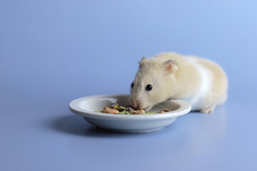 Fluffy hamster, eating dry food from his plate, blue background, copy space