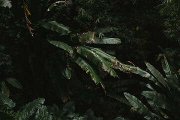 tropical leaf Martinique
