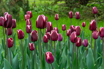  Blooming colorful tulips