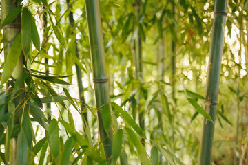 Fototapeta na wymiar Bamboo green leaves in closeup