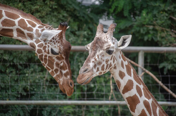 Köln Zoo. Giraffen