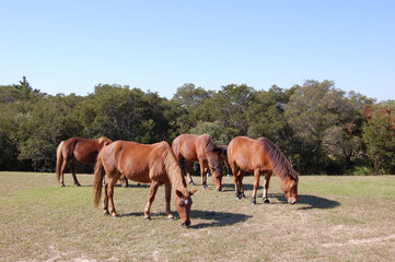 Fototapeta premium Wild horses grazing on the dune grass, on Assateague Island, in Worcester County, Maryland. 