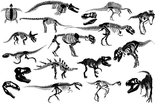 Graphical set of dinosaur skeletons isolated on white background,vector sketch
