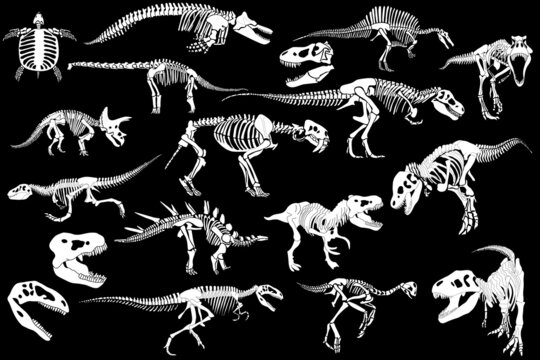 Graphical set of dinosaur skeletons isolated on black background,vector sketch