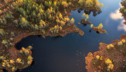 litle island in Swamp in autumn landscape. Wild mire . Ecological reserve in wildlife. Marshland at wild nature. Swampy land and wetland, marsh, bog.