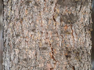 Bark texture and background of a old fir tree trunk. Detailed bark texture. Natural background