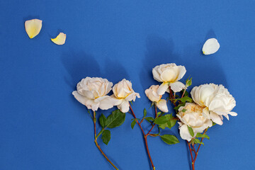 Border frame made of white, yellow roses flowers on blue paper  background.