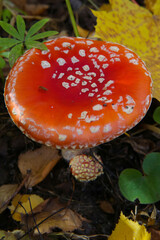 macro photography of red mushroom in the forest, blurred background	