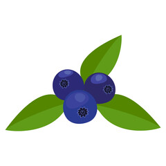 Fresh blueberries with green leaves. Vector illustration.