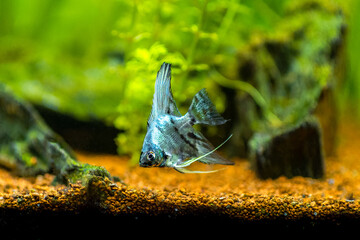 Blue angelfish in tank fish with blurred background (Pterophyllum scalare) - obrazy, fototapety, plakaty