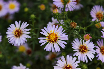 Fototapeta premium Small asters in the garden. Small flowers