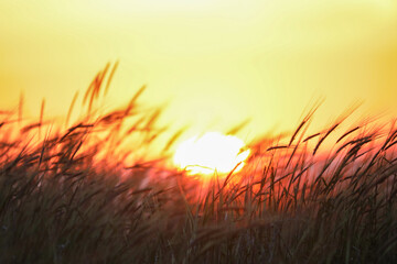 Reed grass at sunset, soft selective focus. Abstract melancholy nature stock scenery photo. . High...