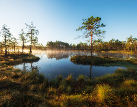 Autumn sunny day in the swamp. Natural landscape in the Ozernoye Swamp National Park with fog, yellowed grass, and small pine trees.