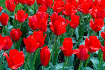 field of red tulips
