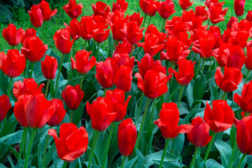 red tulips in the garden