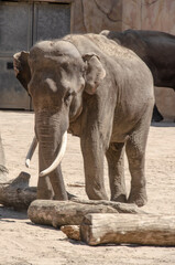 Zoo Köln: Elefant